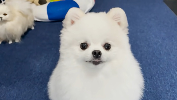 ポメラニアンのマヨちゃん のオススメ動画 １歳後 をまとめた10選をご紹介 トレンド情報発信部